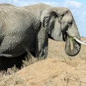 TZA SHI SerengetiNP 2016DEC24 NamiriPlains 045 : 2016, 2016 - African Adventures, Africa, Date, December, Eastern, Month, Namiri Plains, Places, Serengeti National Park, Shinyanga, Tanzania, Trips, Year